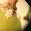 Grape mealybug on the surface of a fruit. Photo: Hannah Burrack