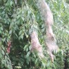 Native fall webworms feed on cherry leaves from inside the protection of their web