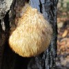 Commonly called a lion's mane, this delicious mushroom is reported to have a lobster flavor.