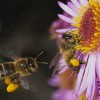 Pollen Basket