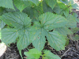 Cover photo for The First Outbreak of Downy Mildew on Our Hops