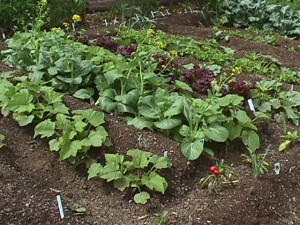 Rows of vegetable in the garden