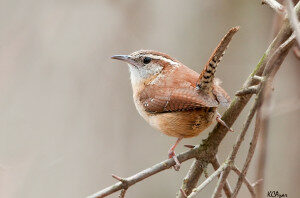 Carolina Wren