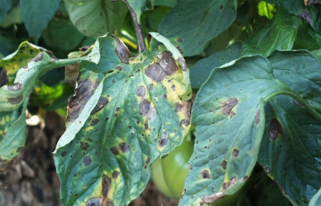 Early Blight Reported on Tomatoes | North Carolina Cooperative Extension