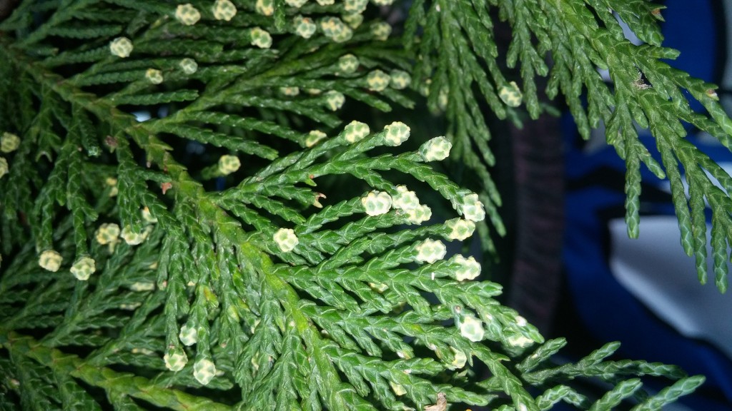 needle blight on leyland cypress