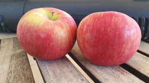 Cover photo for Members Only Apples
