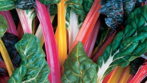 Cover photo for Selecting Vegetable Varieties