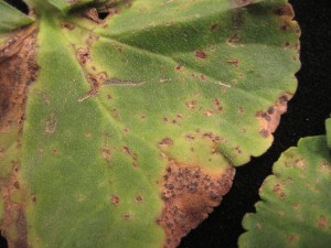 Cover photo for Bacterial Blight Confirmed on Geranium