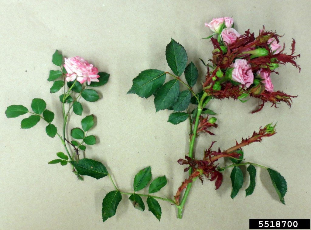 Have Knockout Roses? Then Here’s a Disease You Should Know. North Carolina Cooperative Extension