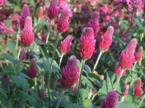 crimson clover