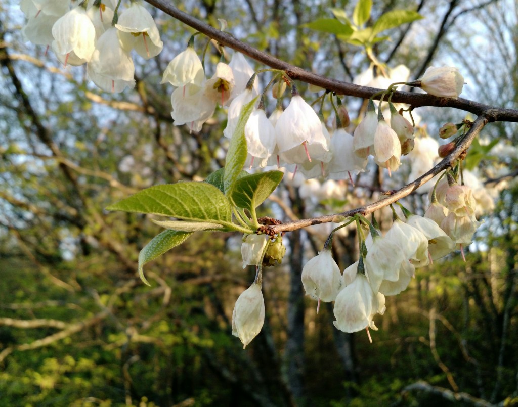 white flowering trees identification
