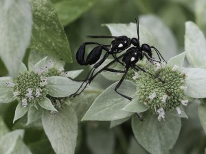 Cover photo for Two Pollinator Garden Tours in August!