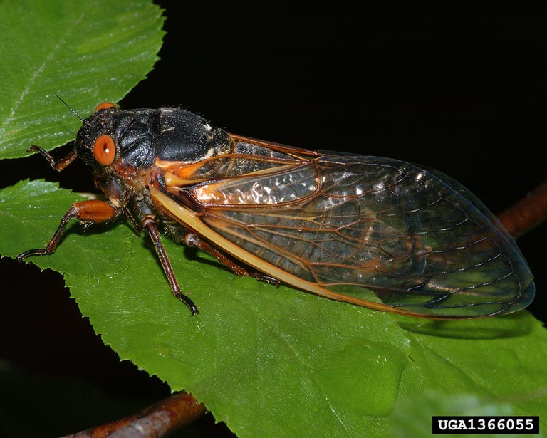 Brood VI Cicadas Expected This Spring | North Carolina ...