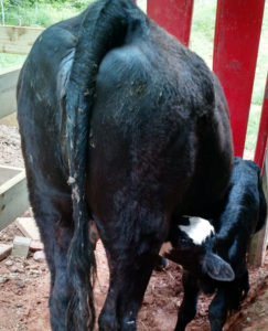 calf nursing