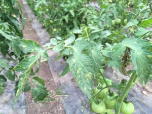 leaf mold on plant