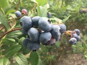 Cover photo for Blueberry Insect Monitoring Report, 2 June 2017