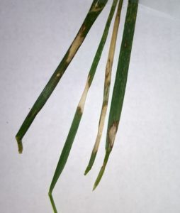 brown patch on grass