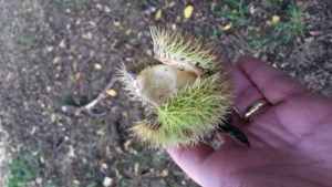 Chinese Chestnut Nut