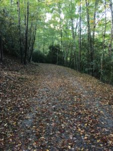 Leaf covered path