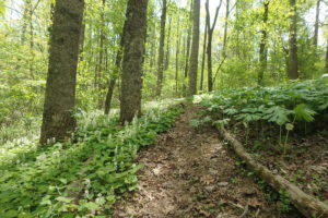 Cover photo for More Opportunities to Learn About Growing Medicinal Herbs and Forest Farming