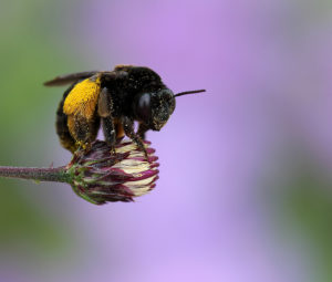 Cover photo for Summer Snapshots From Extension's Pollinator Paradise Garden