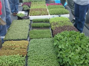 flats of microgreens on a greenhouse bench