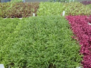 microgreens