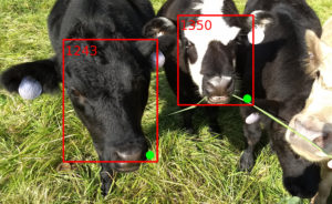 facial recognition indicators and cattle