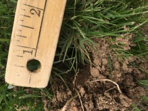 What's Making This Hole in My Yard??? | North Carolina Cooperative Extension