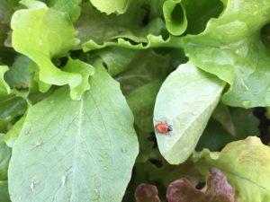lady beetle on leaf