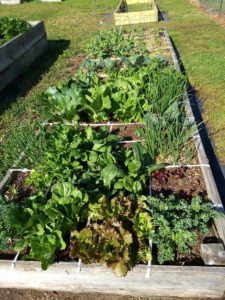 square foot garden