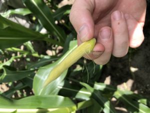 Cover photo for Scout Corn Now to Prevent Ear Damage From Stink Bugs