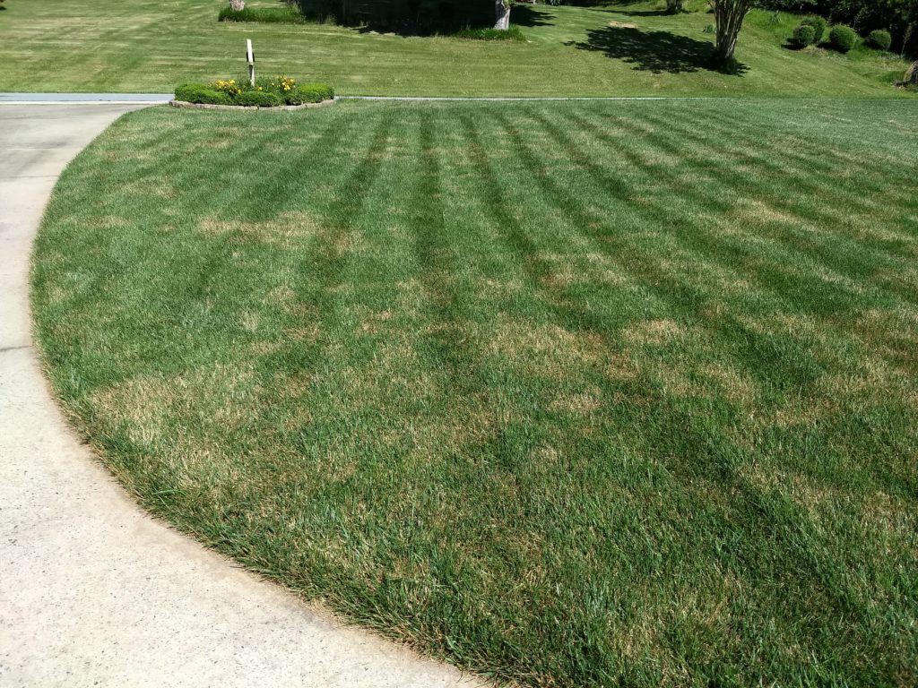 Why Do I Have Brown Patches in My Yard?