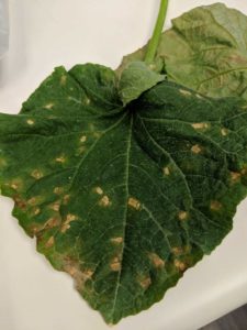 cucumber downy mildew