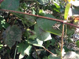 False Mildew on Cotton