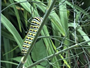 Black swallowtail caterpillar on fennel. Photo: GG Frank