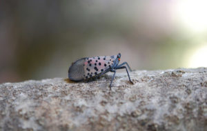 Spotted Lanternfly