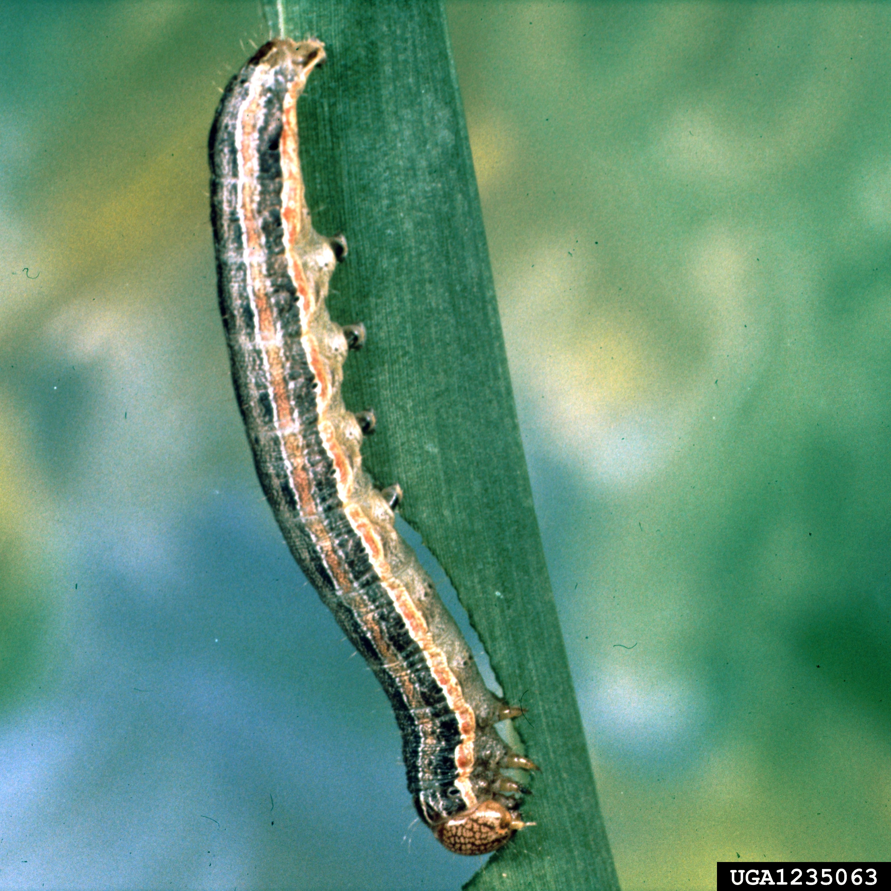 Fall Army Worms | North Carolina Cooperative Extension