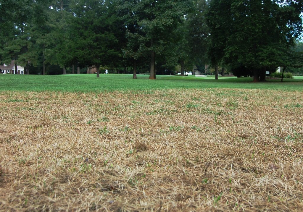 Fall Army Worms Nc Cooperative Extension