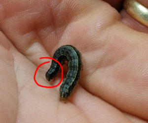 army worm