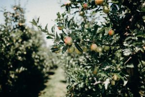 apples in a tree