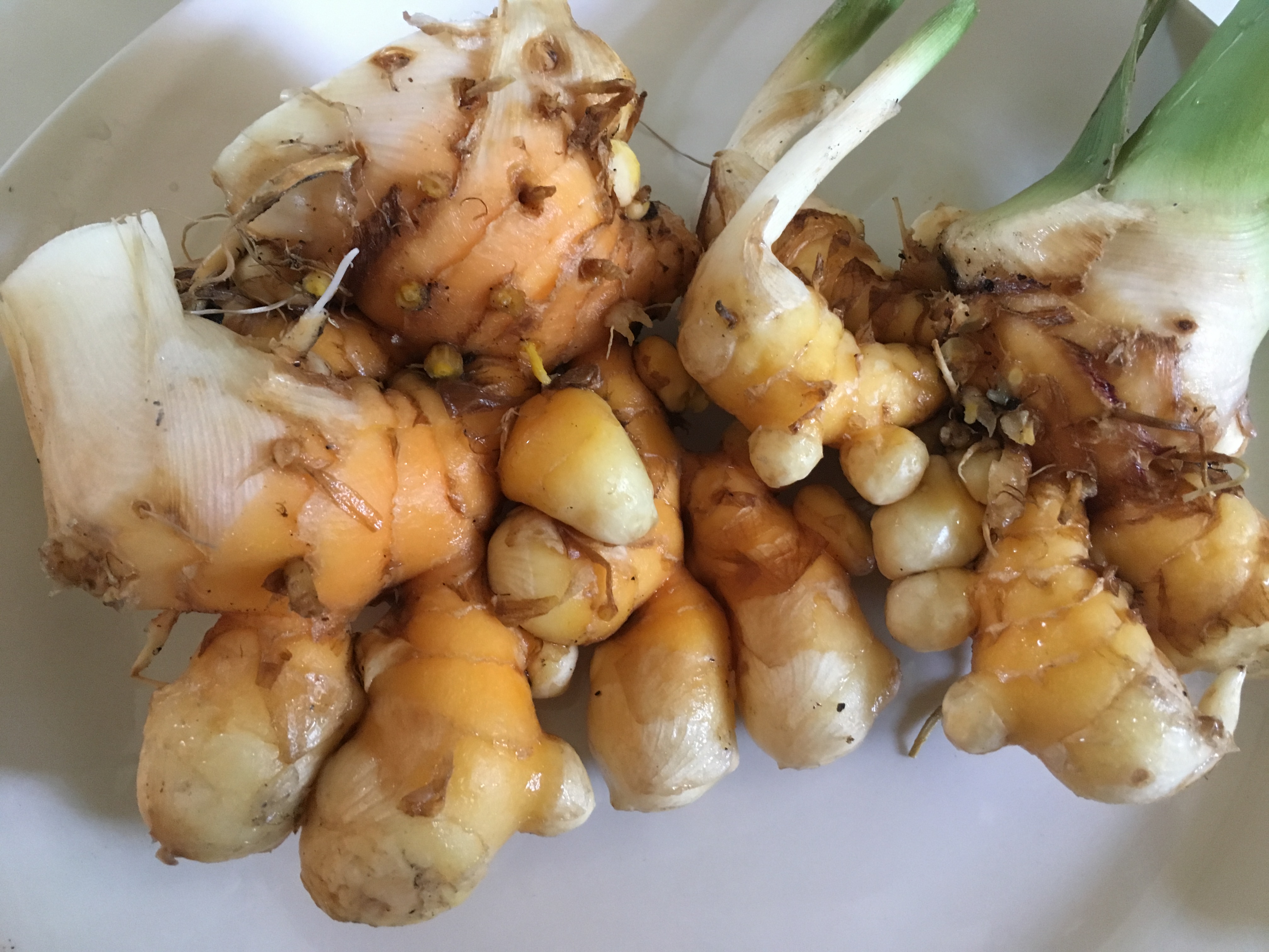 Ginger And Turmeric Tropical Superfoods For The Garden N C