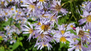 Cover photo for Finding the Right Pollinator Mix