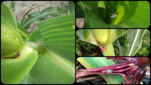 Cover photo for Important Changes for Stink Bug Thresholds in Corn for 2020