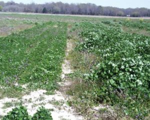 cover crops