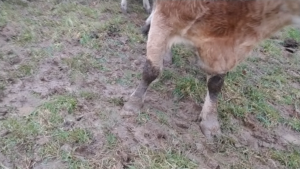 Muddy cow feet