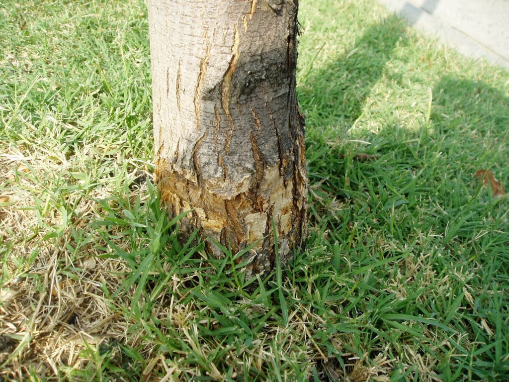 Bark Damage On Trees Nc Cooperative Extension