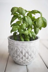 Basil