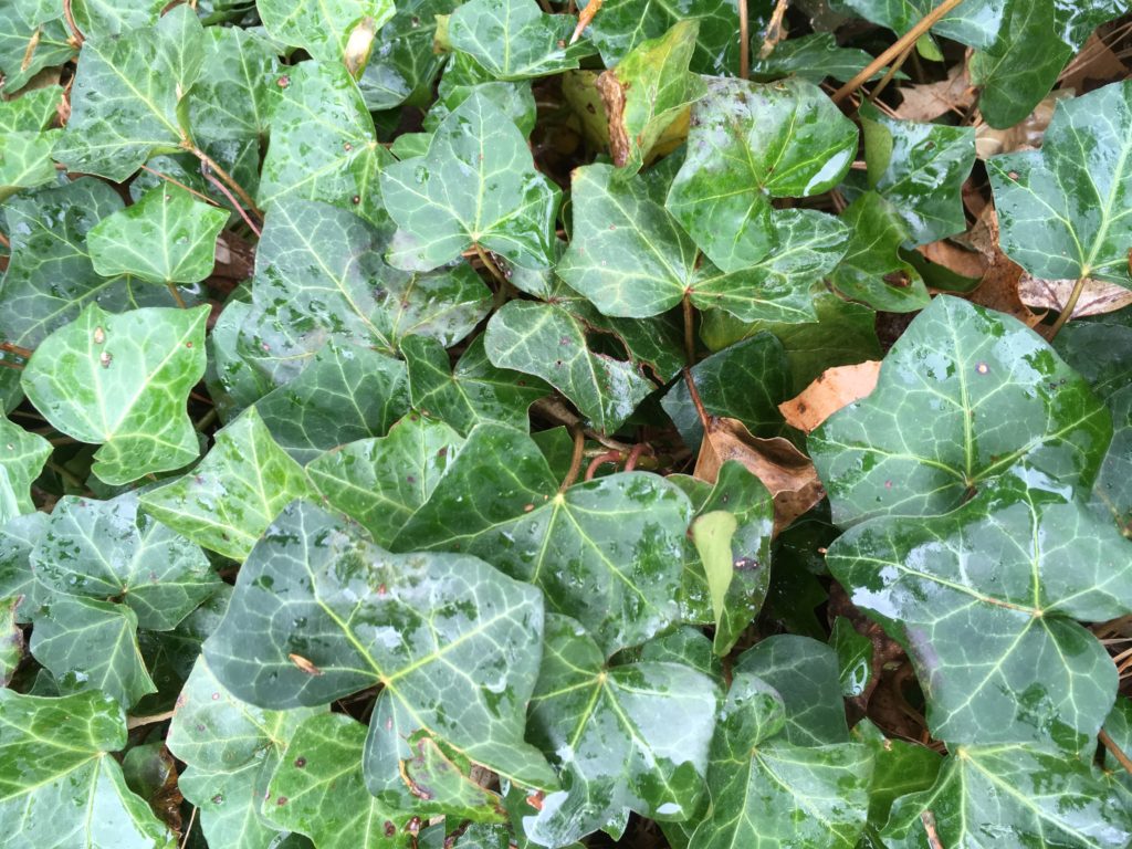 The Incredible Potential of Non-Invasive English Ivy