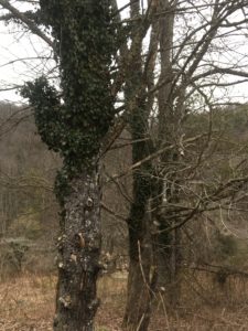 english ivy growing on tree